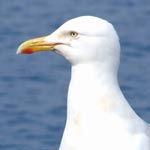 Herring gull — portrait