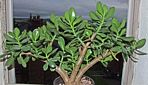 Jade Plant (aka Money Plant)